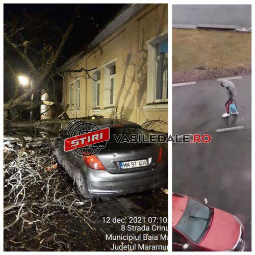 VIDEO EXCLUSIV: Copac smuls din rădăcini și aruncat pe acoperișul unei case dar și peste o mașină în Baia Mare. Acoperișul unui bloc afectat
