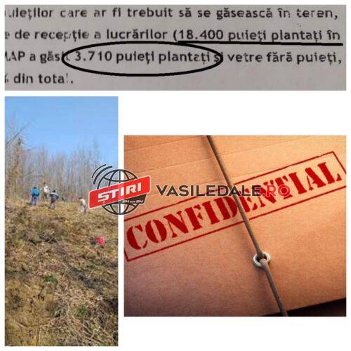 EXCLUSIV – DOCUMENTE EXPLOZIVE – OS Vișeu într-un imens scandal: ar fi plantat puieți de regenerare doar pe hârtie. Banii pentru plata muncitori au fost furați din seif anul trecut