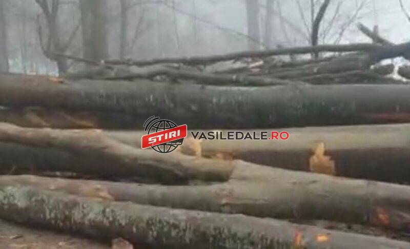 RUSCOVA: Dosar penal întocmit de polițiști pentru tăiere ilegală de arbori şi furt de arbori