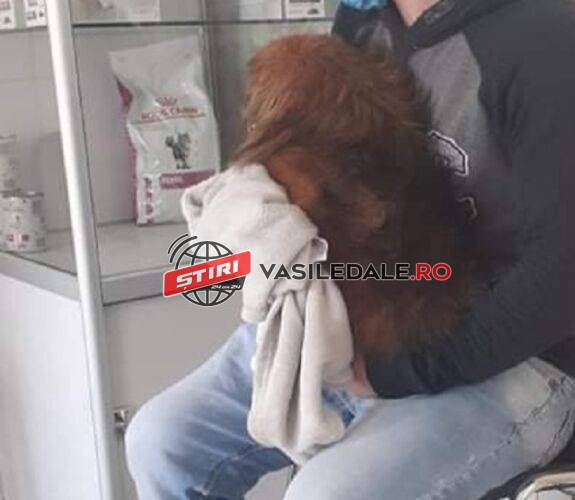 EXCLUSIV FOTO: Câinele unui localnic din Lăpuș ar fi fost împușcat de un vecin. Polițiștii au deschis dosar penal