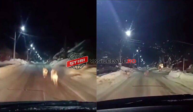 VIDEO: Haită de lupi, filmată de un șofer pe ulițele unui sat din Maramureș, la poalele munţilor Ţibleş