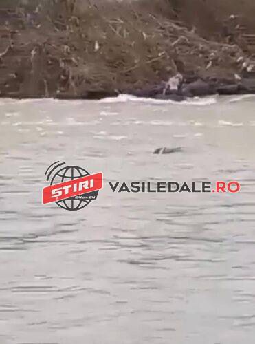 EXCLUSIV VIDEO: FUG DIN CALEA RĂZBOIULUI – Al doilea ucrainean înecat în Tisa (ACTUALIZARE)