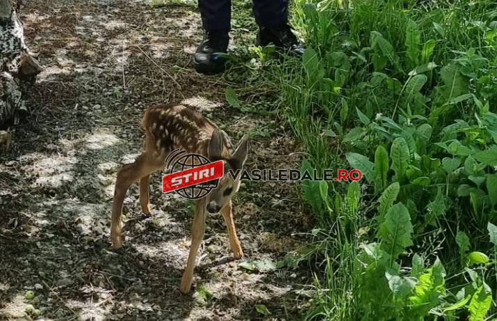 ROGOZ: Căprior ținut în captivitate, relocat pe fondul de vânătoare