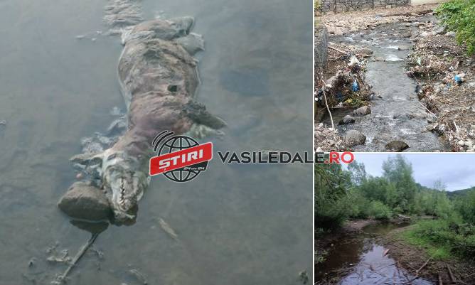 FOTO: Valea Neagră, poluată cu deșeuri menajere, materiale de construcții, uleiuri de uz casnic şi… animale moarte