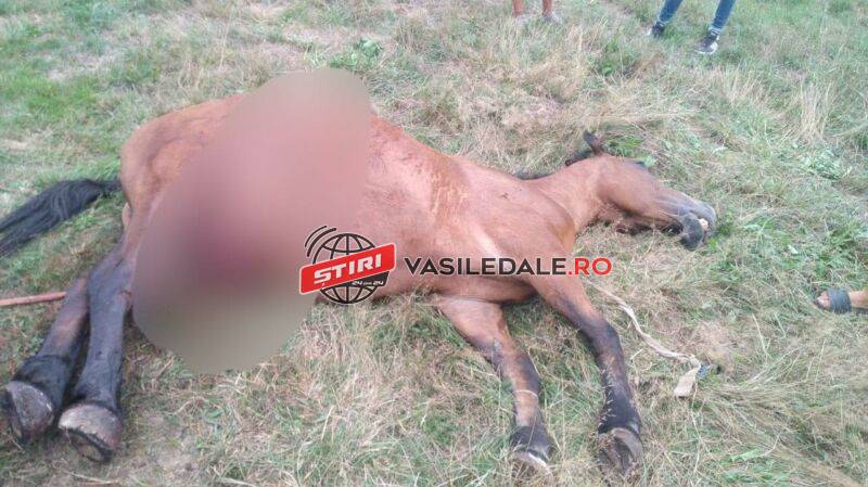 EXCLUSIV FOTO: Calul unui localnic din Coltău a fost ucis cu brutalitate în grădina gospodăriei de persoane necunoscute (ACTUALIZARE)