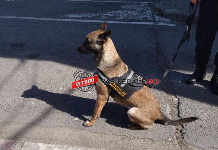 caine politia de frontiera