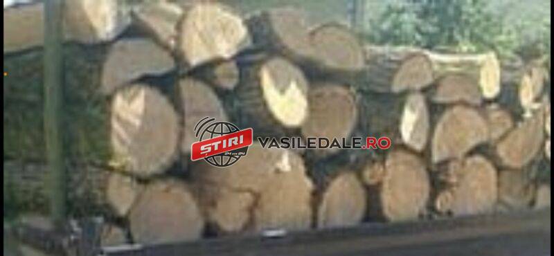 CRASNA VIȘEULUI: Cercetări pentru exploatarea ilicită a materialului lemnos