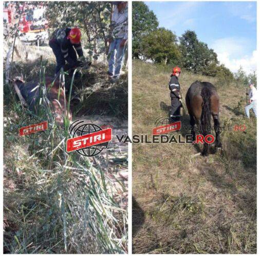 EXCLUSIV FOTO: Pompierii din Târgu Lăpuș au salvat viața unui cal căzut într-o mlaștină din zona fostei mine Răzoare