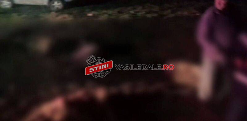 EXCLUSIV: Carnagiu între Lăpuș și Strâmbu Băiuț. 8 mioare ucise de o autoutilitară