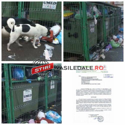 VIDEO – SE RIDICĂ SAU NU? Criza gunoaielor în Maramureș. Haitele de câini au dat atacul la tomberoanele pline, pline de gunoi menajer neridicat