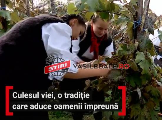 CULESUL VIEI, RITUAL ÎN MARAMUREŞ: Strugurii se adună după obiceiuri vechi şi se storc într-o presă de lemn