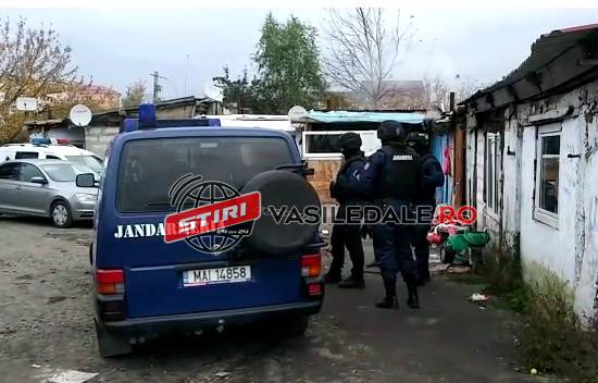 EXCLUSIV VIDEO: Percheziţii de amploare în Baia Mare la traficanţii de droguri. Țineau ”marfa” ascunsă prin cotețele porcilor și ale găinilor. S-au găsit și câini de luptă (actualizare)