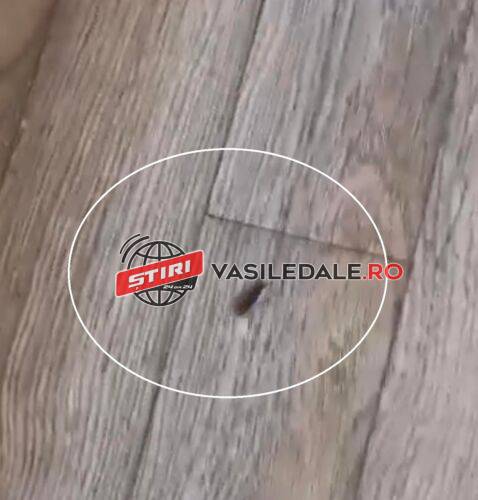 EXCLUSIV VIDEO – Gândaci în bucătărie: Restaurantul de unde își cumpără mâncare toți polițiștii amendat cu 10.000 lei de reprezentanții DSVSA