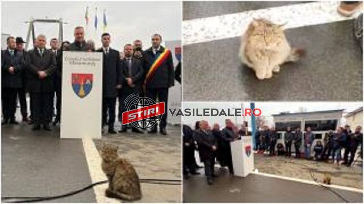 FOTO: O pisică dornică de atenţie l-a eclipsat pe premierul Ciucă în timpul unui discurs susţinut la Sighetu Marmaţiei