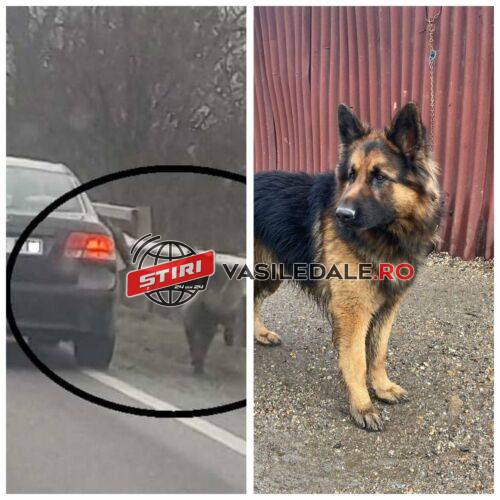 URMARE CAZ PREZENTAT: Poliția Animalelor l-a sancționat pe noul proprietar al câinelui alergat aproape 10 km după mașină între Baia Mare și Bozânta Mică