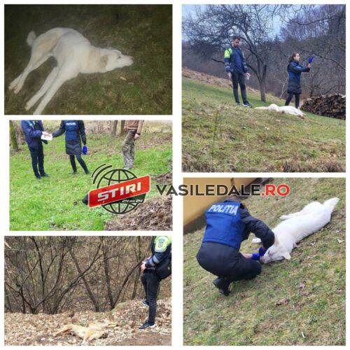 FOTOGRAFII ȘOCANTE: CRIMINAL ÎN SERIE – Un necunoscut ucide câinii sătenilor din Ulmoasă cu ANTIGEL. Criminaliștii sunt în alertă