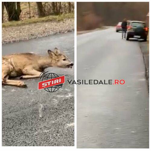 VIDEO – Căprior lovit de o mașină pe DN18B în zona fostului popas Regal