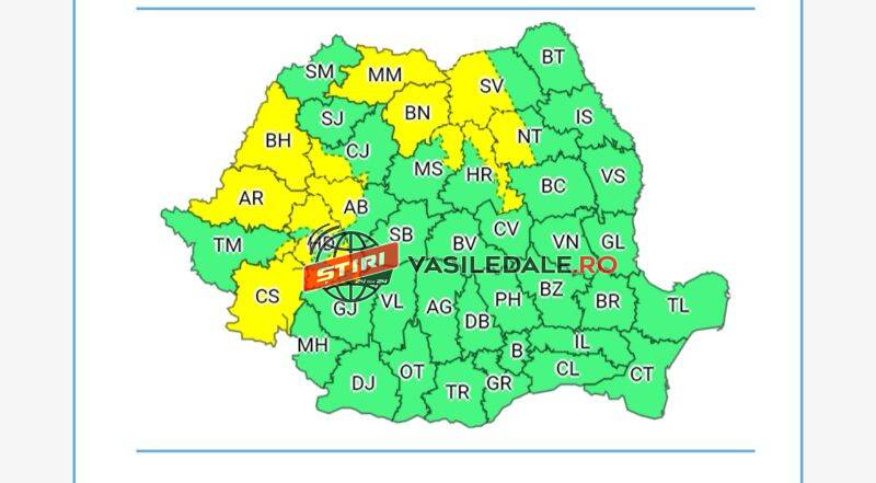 COD GALBEN DE PLOI, NINSORI ŞI VISCOL LA MUNTE în Maramureş