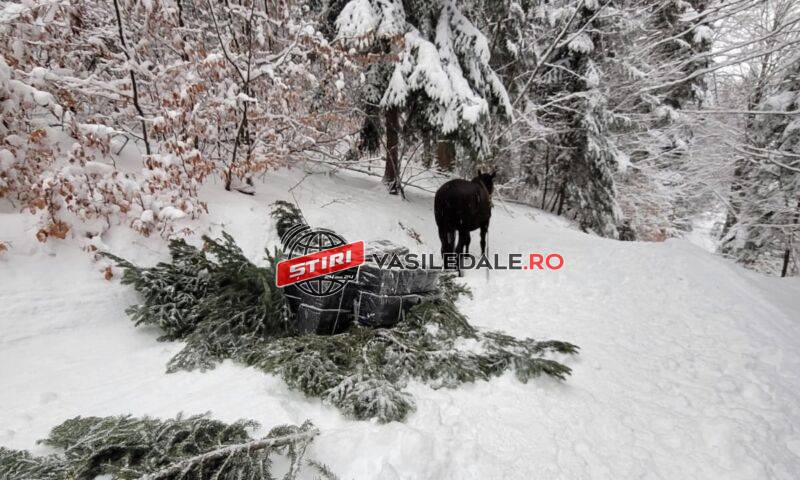 FOTO, VIDEO: Contrabandă cu calul la Valea Vișeului. zece colete cu ţigări confiscate