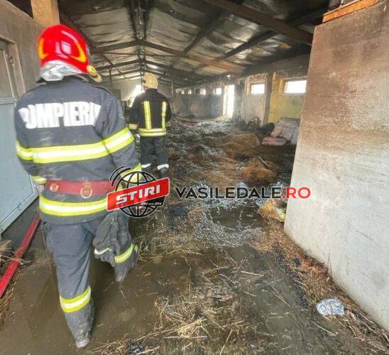 INTERVENŢIE LA CULCEA: Pompierii au intervenit la un incendiu izbucnit la un adăpost de animale. Şapte purcei salvaţi