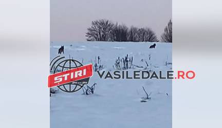 Doi lupi în căutare de hrană pe Dealul Pietriș, lângă DN18B (video)