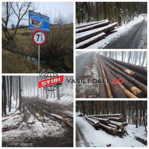 EXCLUSIV VIDEO: Lemn tăiat legal sau ilegal la ȘATRA? Buștenii transportați cu TIR-urile pe un drum recent reabilitat dar interzis pentru vehicule peste 7,5 tone