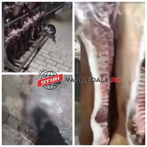Imagini revoltătoare într-un abator din Maramureş. Şoareci filmaţi morţi, pe podea, în timp ce o pisică mănâncă nestingherită din carnea de porc expusă