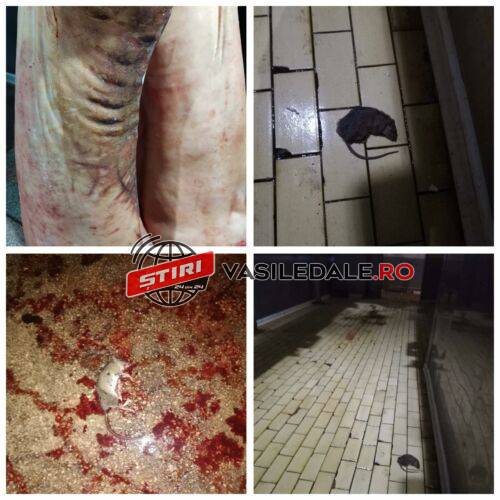 VIDEO: Plictisiți de moarte inspectorii DVSA Maramureș nu au găsit nicio neregulă la abatorul din Ardusat. Află toate explicațiile