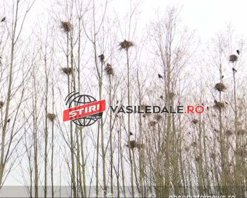 OAMENII SUNT ÎNGROZIŢI: Ciorile fac „legea” la intrarea în Baia Mare