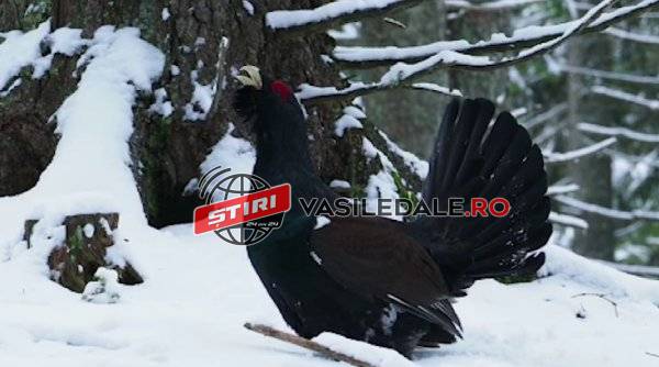 VIDEO: Dansul nupțial al cocoșului de munte a fost surprins în Parcul Național Munții Rodnei – „Un ansamblu unic de mișcări și sunete”