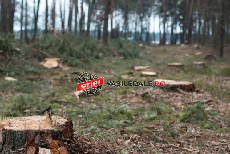 Înalta Curte de Casație și Justiție le-a dat lovitura DE GRAȚIE. Lemn furat de vreo 6 milioane de euro de la OS Borșa și OS Dragomirești, dar șefuleții încă lucrează prin ocoalele silvice. Garda Forestieră Cluj răspunde în solidar! Înalta Curte de Casație și Justiție le-a dat lovitura DE GRAȚIE. Lemn furat de vreo 6 milioane de euro de la OS Borșa și OS Dragomirești, dar șefuleții încă lucrează prin ocoalele silvice. Garda Forestieră Cluj răspunde în solidar!