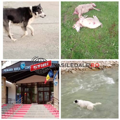 EXCLUSIV FOTO: ATACURI ÎN SERIE – Patru oi ucise și trei rănite de o haită de maidanezi la Borșa