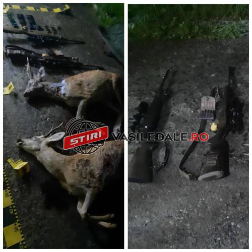 EXCLUSIV VIDEO: REȚINUȚI ȘI DUȘI ÎN AREST – Fiul primarului din Groșii Țibleșului (maistru de vânătoare) și 2 pădurari prinși la BRACONAJ. Doi căpriori au fost omorâți (actualizare)