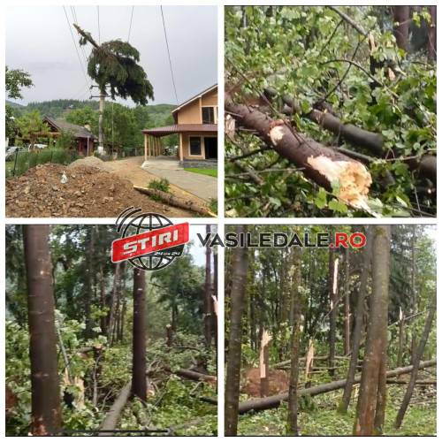 EXCLUSIV VIDEO: A fost tornadă peste Firiza. Pădure rasă de pe fața pământului, brad aruncat pe liniile de curent