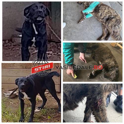 EXCLUSIV FOTO: Doi câini de luptă ai unei firme de pază din Baia Mare au sfâșiat un câine și au sărit să atace mai multe persoane