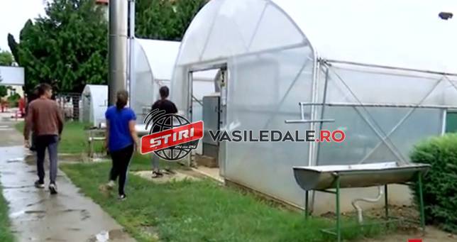 SEINI: Afacerea care le aduce bani frumoşi unor elevi în vacanţa de vară. Vor să dubleze profitul de anul trecut