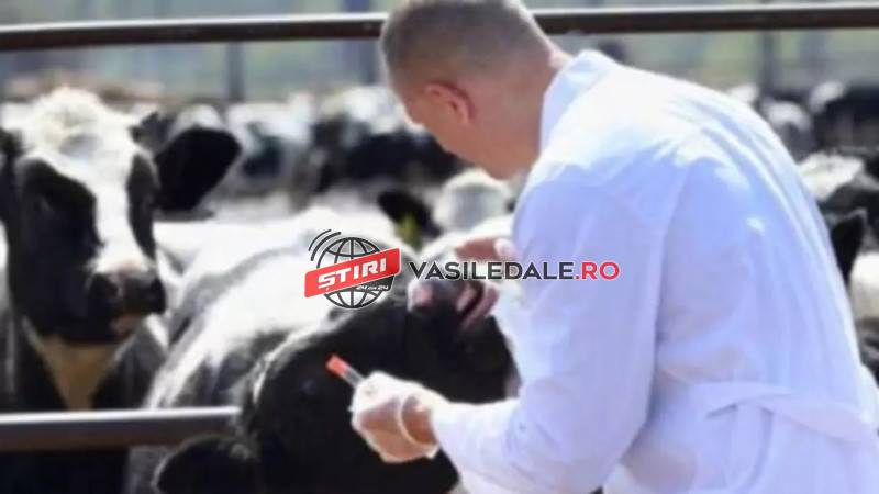 Protest al medicilor veterinari din cadrul Direcției Sanitare Veterinare și pentru Siguranța Alimentelor Maramureș