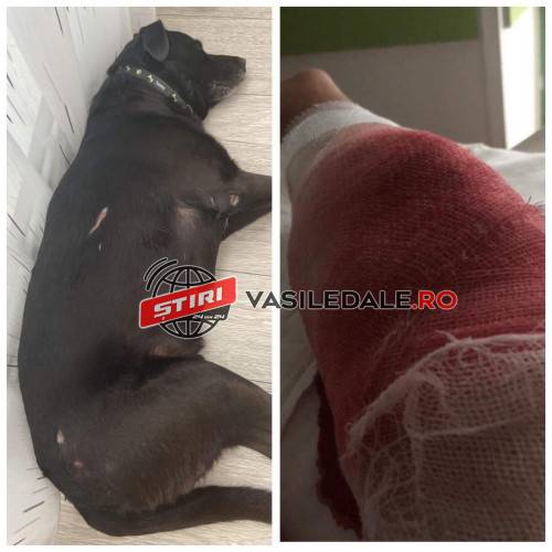 FOTO CITITORI: Un câine ținut legat la colțul blocului a rupt lanțul și a atacat o femeie. Mâna băimărencei dar și un alt câine au fost sfâșiate – actualizare