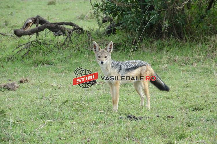 COMUNICAT AJVPS MARAMUREȘ: În Fărcaşa va avea loc o acțiune de vânare, îndepărtare și recoltare a ȘACALILOR și mistreților