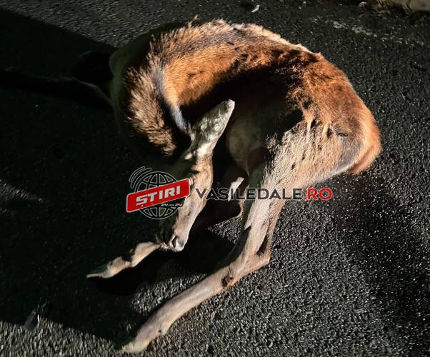 FOTO: Căprioară lovită şi omorâtă pe str. Ignişului din Baia Sprie – ACTUALIZARE