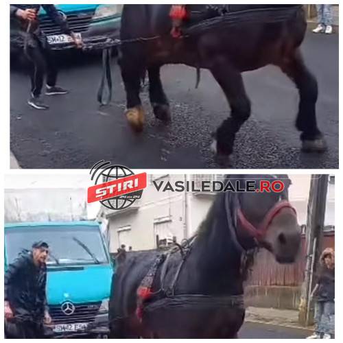 VIDEO: SIGHET – Cal chinuit de animale cu față umană pe str. Titu Maiorescu. Primăria a depus plângere penală împotriva autorilor