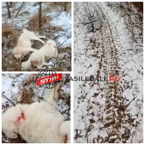 411464453_1451901902055494_3009819565768745133_n