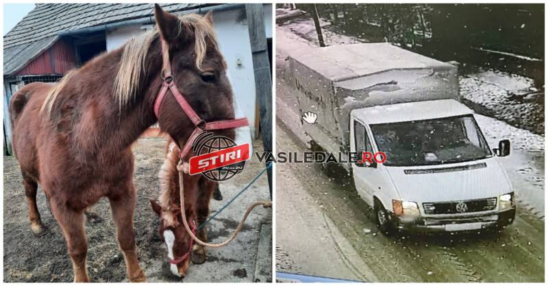 FOTO: Cai furați în plină zi din Satu Mare, transportați cu o dubiță înmatriculată în Maramureș. Se oferă recompensă