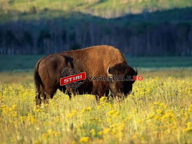 Rezervație de zimbri, în comuna Băiuț