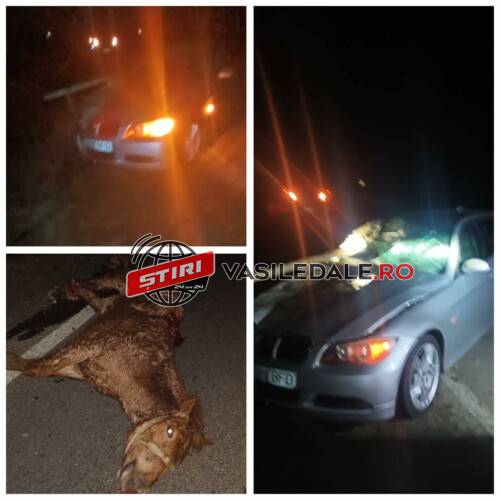 EXCLUSIV FOTO: Accident în Tulghieș între un BMW și o căruță. Două persoane rănite și un cal mort