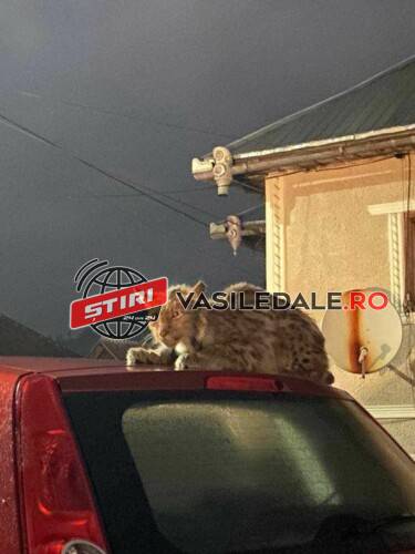 VIDEO: Un râs s-a cocoțat noaptea trecută pe o mașină, în Ilva Mare