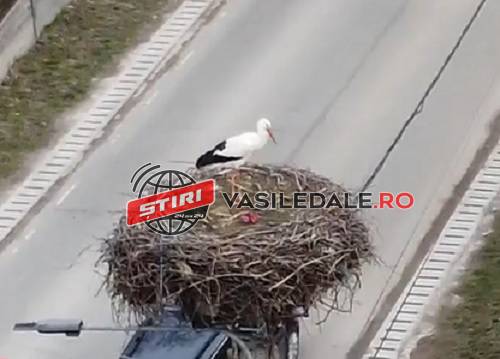 Cuib de berze, mutat prin ordin de ministru. Un maramureşean a făcut plângere la Ministerul Mediului pentru că păsările îi fac mizerie în faţa porţii