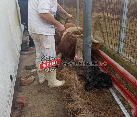FOTO: Un taur scăpat de la abator a intrat în curtea unei firme. A fost nevoie de intervenţia poliţiştilor locali