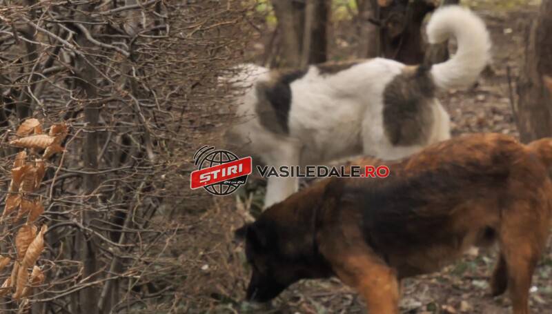 VIDEO: O haită de câini terorizează locatarii unui bloc. Ghițucă de la Locală s-a ascuns în birou de jurnaliști
