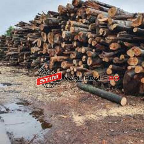 EXCLUSIV: LEMN DEPOZITAT ILEGAL la OS Strâmbu Băiuț – Masa lemnoasă în valoare de 300.000 lei a fost confiscată. Amendă de 30.000 lei. Cine este vinovat?